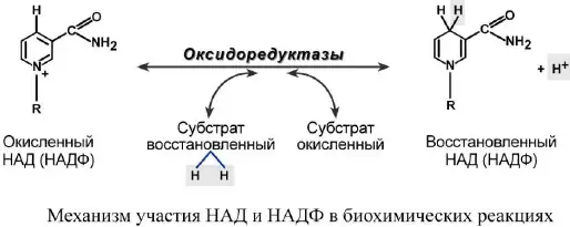 Перенос гидрид-иона на НАД или НАДФ