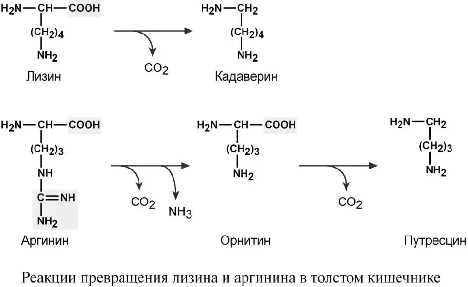 Превращения лизина и аргинина в толстом кишечнике