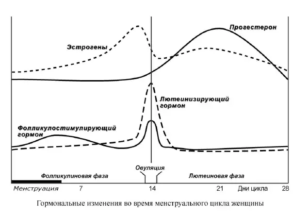 Гормональные изменения во время менструального цикла
