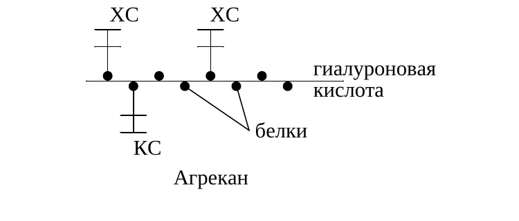 Схема протеогликанового агрегата агрекана