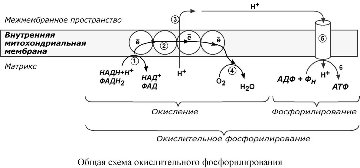 Общая схема сопряжения окисления и фосфорилирования