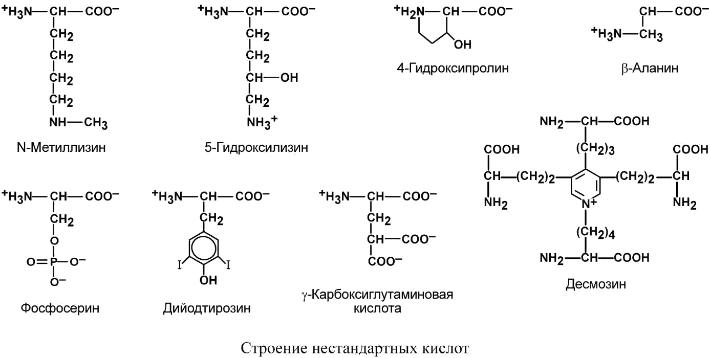 Строение протеиногенных аминокислот