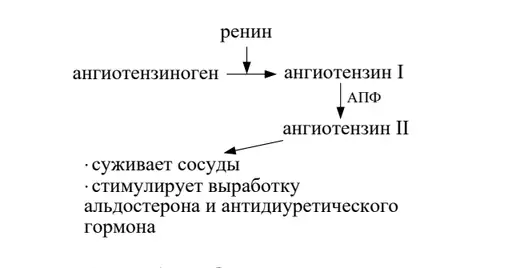 Ренин-ангиотензиновая система