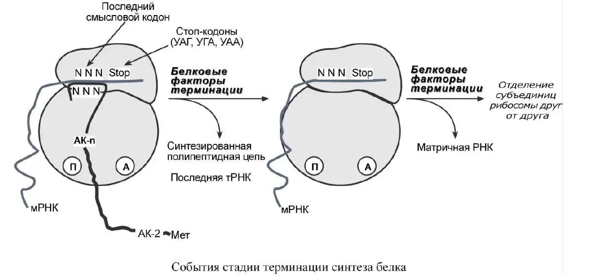 Схема терминации синтеза белка