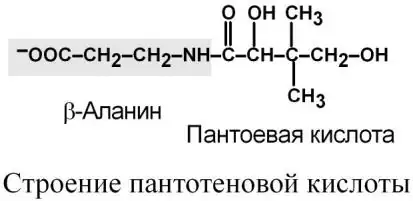 Строение пантотеновой кислоты