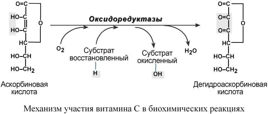 Механизм участия витамина C в биохимических реакциях
