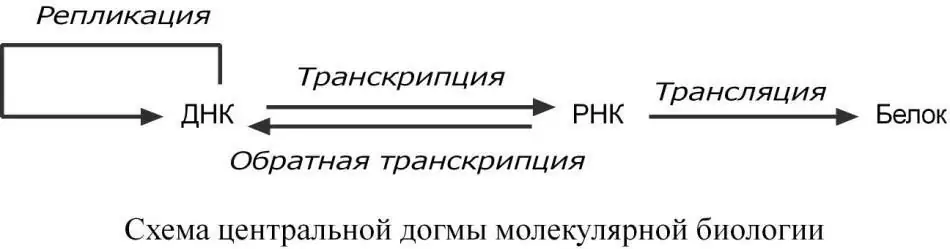 Схема центральной догмы молекулярной биологии