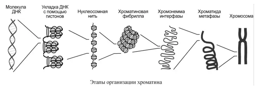Этапы организации хроматина