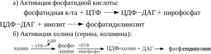 Два пути синтеза глицерофосфолипидов
