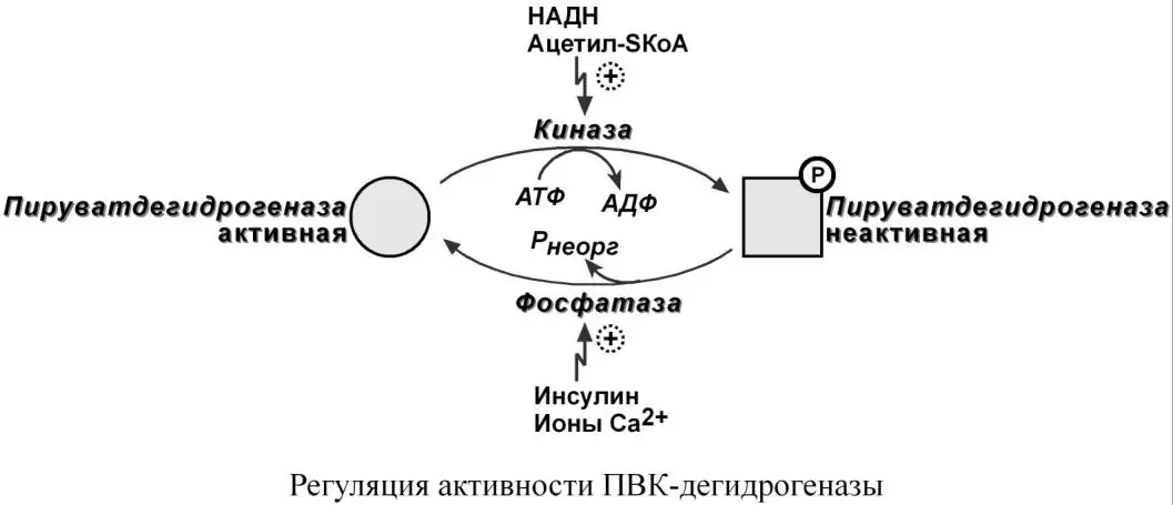 Фосфорилирование и дефосфорилирование пируватдегидрогеназы