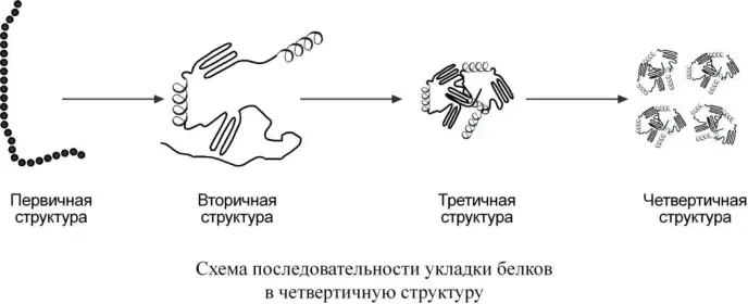 Последовательность формирования первичной, вторичной, третичной и четвертичной структур белка