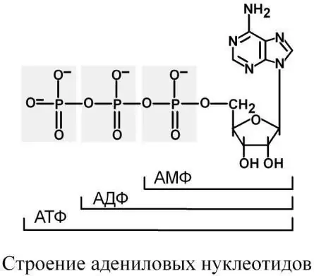 Строение адениловых нуклеотидов