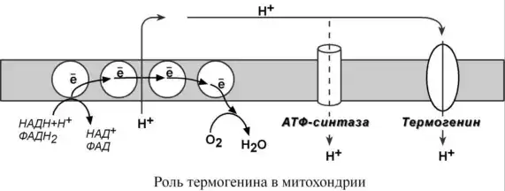 Действие термогенина во внутренней мембране митохондрии