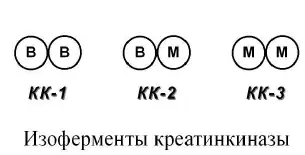 Изоферменты креатинкиназы