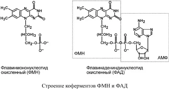 Структурные формулы ФМН и ФАД