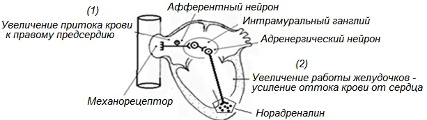 Иллюстрация к ответу