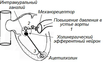 Иллюстрация к ответу