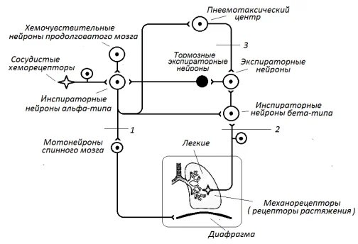 Иллюстрация к ответу