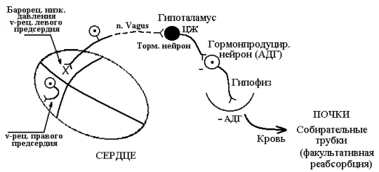 Иллюстрация к ответу