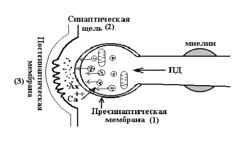 Иллюстрация к ответу