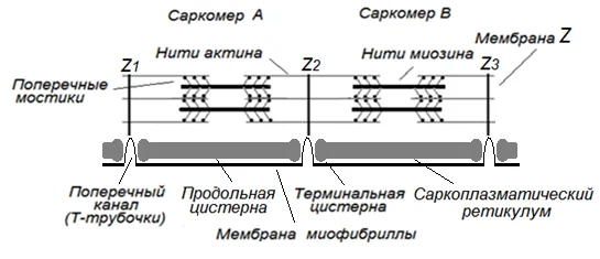 Иллюстрация к ответу