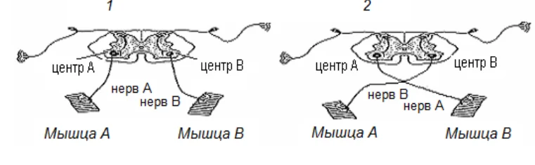 Иллюстрация к ответу
