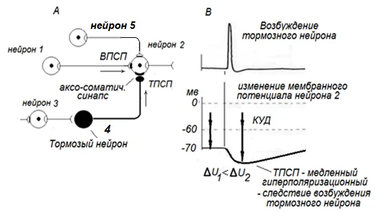 Иллюстрация к ответу