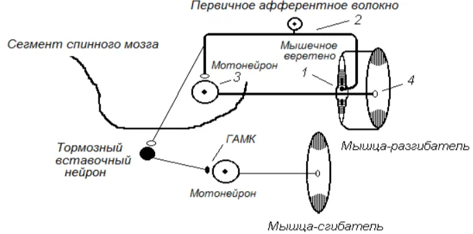 Иллюстрация к ответу