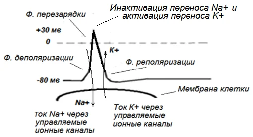 Иллюстрация к ответу