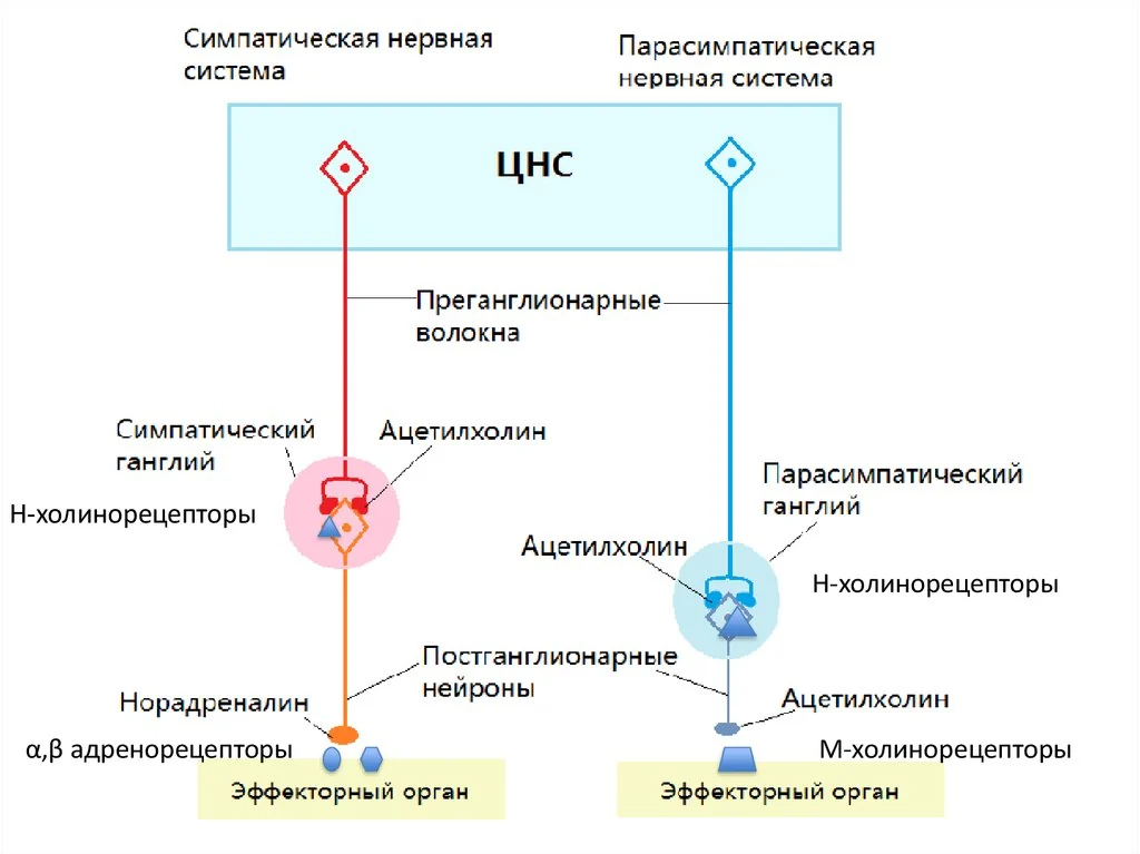 Иллюстрация к ответу